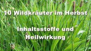 10 Wildkräuter im Herbst- Inhaltsstoffe und heilende Wirkung.