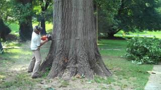 The Big Oak Tree