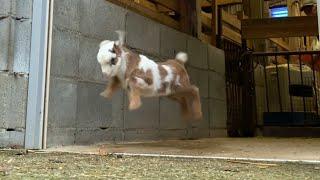 初めての運動場　飛び跳ねて走りまくる生後9日目の赤ちゃんヤギ　激カワ 茶黒姉妹 2020年1月6日 Goats Baby