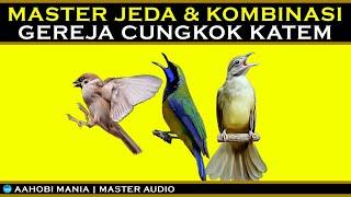 MASTER BURUNG | Gereja Cungkok Katem | Berjeda dan kombinasi