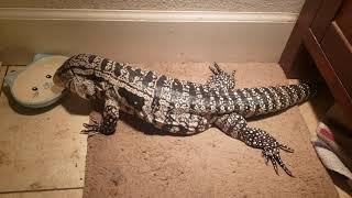 Argentine black and white tegu slurping up water