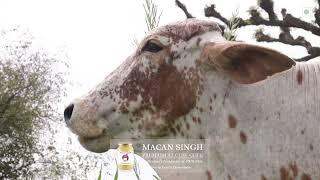 Traditional Desi Bilona/देसी बिलोना A2 Cow Ghee Making Process (Part 04)