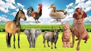 Wild Animal Sound - Cow, Dog, Elephant, Horse, Duck, Chicken, Cat.! Animal moment