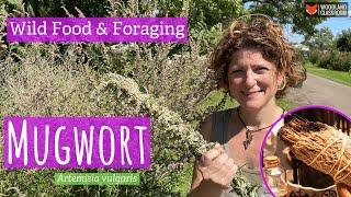 How To Identify Mugwort (Wild Food & Foraging)