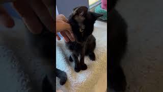 Video of adoptable pet named Paulie (FCID# 09/14/2024 - 103 Trainer)