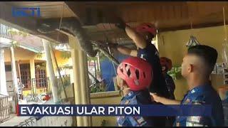 Petugas Damkar Evakuasi Ular Piton dari Atap Rumah Warga di Padang #SeputariNewsPagi 08/02