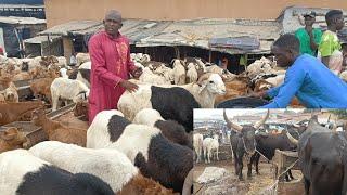 Current price of Cow, Goat & Ram | Lagos Nigeria | Buying livestock for Christmas and new year 2025