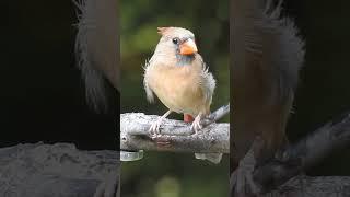 Watch a Stunning Female Cardinal in the Rain