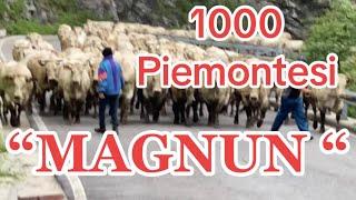 “MAGNUN” Luca Martini #transumanza Fossano-Castelmagno decine di camion e 1000 capi razza piemontese