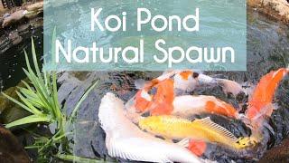 Koi Pond Natural Spawning -Koi Breeding Koi Mating A Beginner’s Note 錦鯉池產卵 Hồ cá koi sinh sản