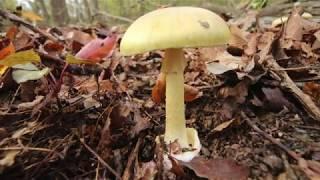 Tödlich, der  Grüner Knollenblätterpilz Amanita phalloides, Nachweis von der giftigen Inhaltsstoffe