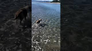 Dog can dance, sing at Opotiki beach