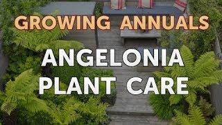 Angelonia Plant Care