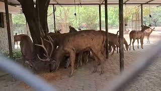 Delhi Zoo || Travel life || vlog  ||