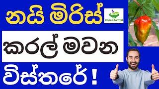 Why use Potassium rich fertilizer for soctch bonnet .K44  පොහොර යෙදුවොත් නම්  /Ceylon Survival