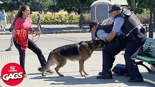 Dog Protects Owner From Cops | Just For Laughs Gags