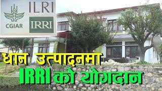 धान उत्पादन वृद्धिमा ईरीका भूमिका || IRRI ||