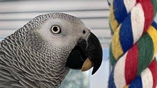 A couple of minutes with Symon the African Grey ParrotPoor dad#africangrey #talkingparrot #birds