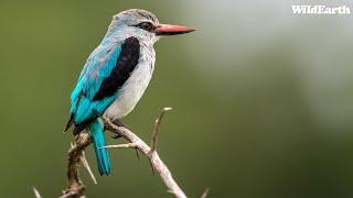 The Woodland Kingfisher has returned - SafariLIVE Sunrise - 15 November 2024