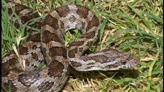 Young Great Plains Ratsnake in Oklahoma