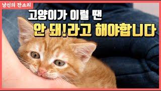 고양이 나쁜 버릇 고치기위한 팁!! |  꼭 필요한 안 돼 교육! 고양이에게 언제해야할까?