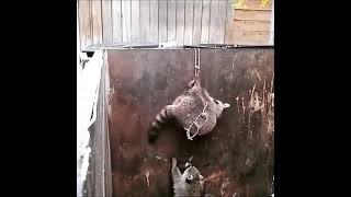 толстые еноты вылезают из мусорного бака