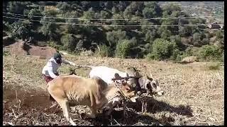 Ox race jamola  Rajouri...2023#youtube #ytshorts #trending #trendingshorts #viral #oxraces