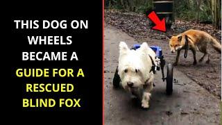 This dog on wheels became a guide for a rescued blind fox