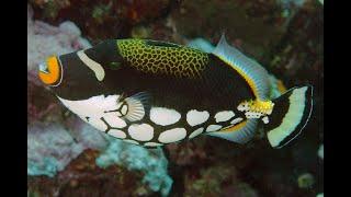 The Clown Triggerfish, Balistoides conspicillum, preparing nest site