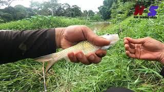 Mancing ikan seluang di sungai jelai kuala lipis pahang #wms-070