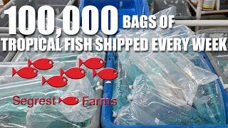 Segrest Farms - America's Largest Aquarium Fish Distributor