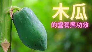 2023.01.03 木瓜的營養與功效 (The Nutrition and Efficacy of Papaya)