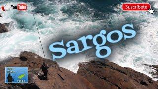 Pescando sargos a boya, documental "Conociendo al sargo"