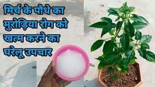 मिर्च के पौधे का मुरोड़िया रोग (leaf curl virus) को खत्म करने का घरेलू उपचार