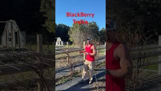Cattle Panel Blackberry Trellis #trellis #blackberry #garden