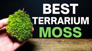 The BEST Moss For Terrariums (Top 3)