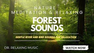 Forest Sounds for Relaxation | Serene Forest Birdsong for Relaxation and Meditation