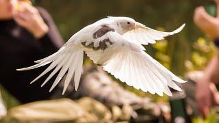 Cockatiels, Conures, Cows & Hat  || The Peak District Free Fly Meet Ep 2