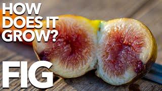 FIG | How Does it Grow?
