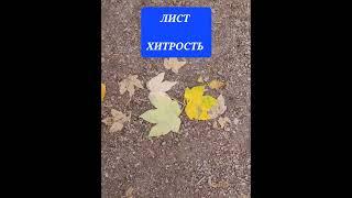 почему хитрость назвали листом #немецкий #shorts