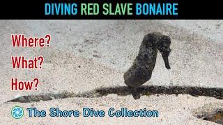 Diving Red Slave Bonaire | The Shore Dive Collection | TropicLens - 4K