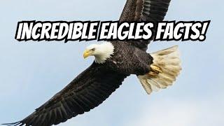 Amazing Eagle Facts, Discover the Kings of the Sky! #eagles #eagle #animalsfacts #animals