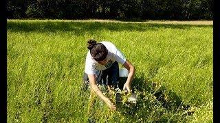 Как собирать ромашку, какую и когда. Сбор трав