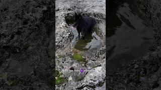 Моя собака укусила человека #собакадругчеловека #собака #дрессировкасобак #бельгийскаяовчарка