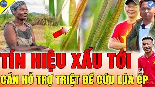 THỬ THÁCH CỰC ĐẠI ĐÃ ĐẾN Team Quang Linh Vlogs HÀNH ĐỘNG GẤP CỨU CÁNH ĐỒNG LÚA CHÂU PHI