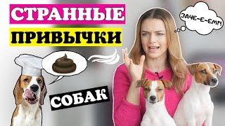 СТРАННЫЕ ПРИВЫЧКИ СОБАК | Зачем собаки это делают??!!!