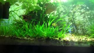 Planted Aquarium series - Substrate How deep is to deep