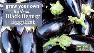 Sow Right Seeds | Black Beauty Eggplant