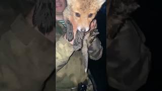 Маленький лис пришёл на руки The little fox came into my arms #fox#children#animal#лиса#топ#cute
