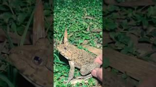 Funny frogs I prey frogs 